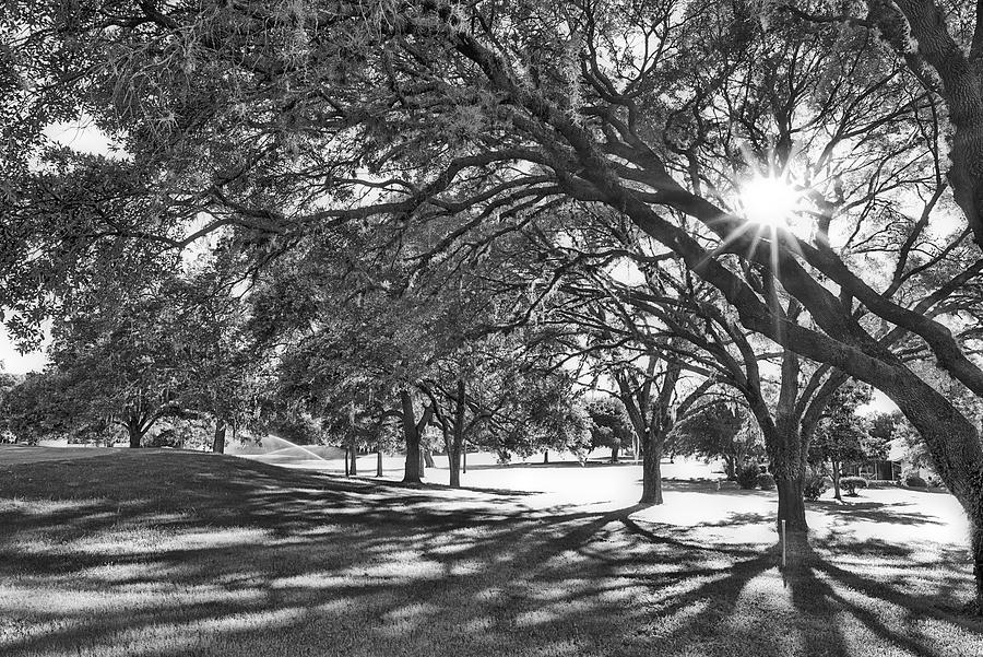 Oaks Shadows Photograph by Debra Kewley