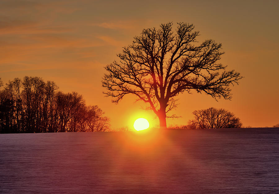 OakSet - winter WI sunset behind a solitary oak tree Photograph by Peter Herman