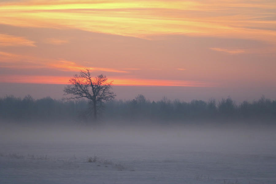 Oaktree Sunrise Photograph by Brook Burling