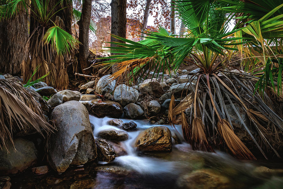 Oasis Flowing Water and Palm Trees, California Photograph by Abbie Matthews