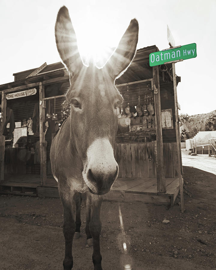 Oatman Highway Donkeys, Arizona Photograph by Don Schimmel