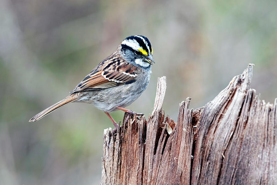 Ob-25 White Throat Sparrow Photograph By John Radosevich - Fine Art America