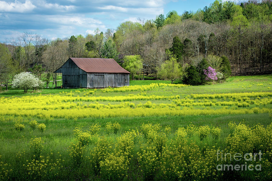 Obannon Woods Barn in Spring - White Cloud - Indiana Photograph by Gary Whitton