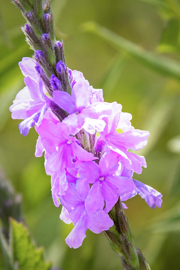 Obedient Plant Flowers Photograph by Ira Marcus