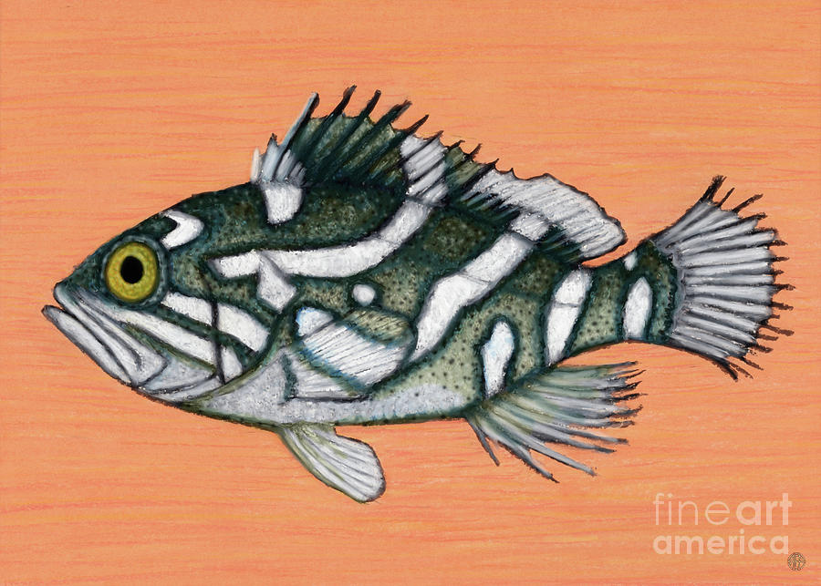 Oblique Banded Grouper Painting by Amy E Fraser