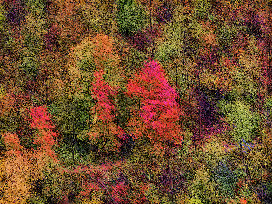 Oblique Lines Of Autumn Color Photograph