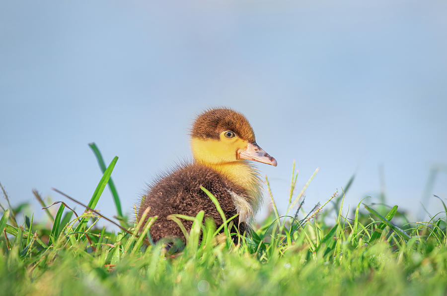 Observant Baby Duck  Photograph by Jordan Hill