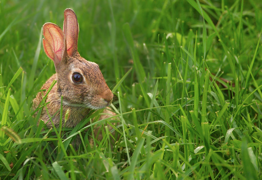 Observant Bunny Photograph by Grant Groberg