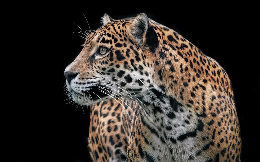 Observant Jaguar Photograph by Elaine Malott
