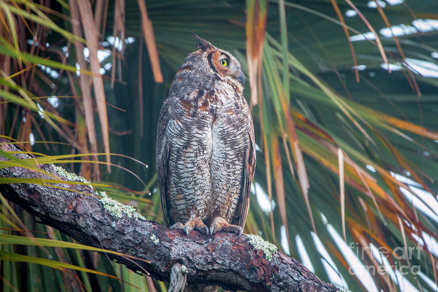Observant Owl Photograph by Tom Claud