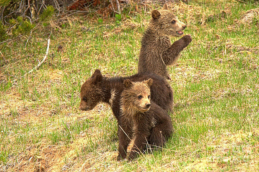 Yellowstone National Park Photograph - Obsidian Creek Grizzly Triplets by Adam Jewell