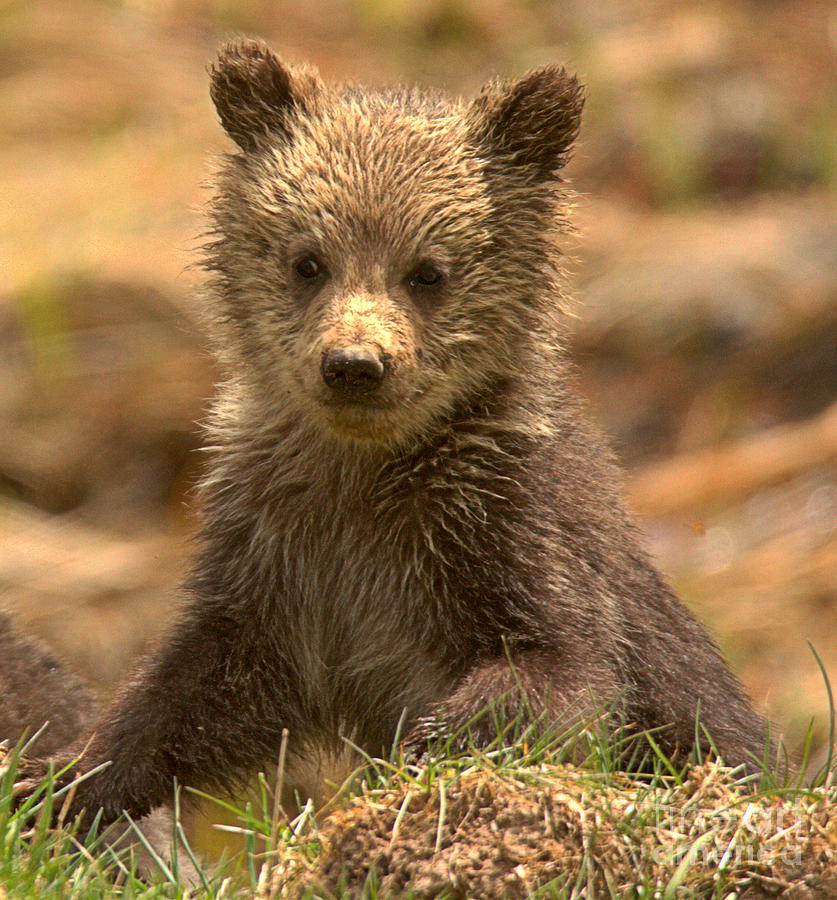 Obsidian Grizzly Cub Photograph by Adam Jewell
