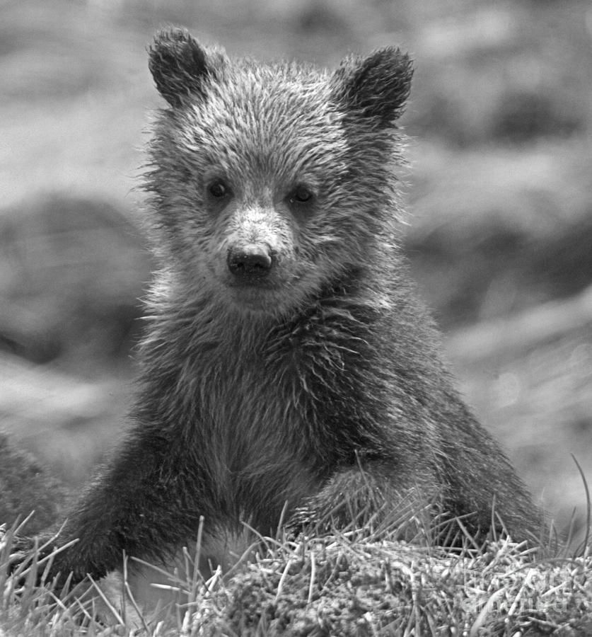 Obsidian Grizzly Cub Black And White Photograph by Adam Jewell