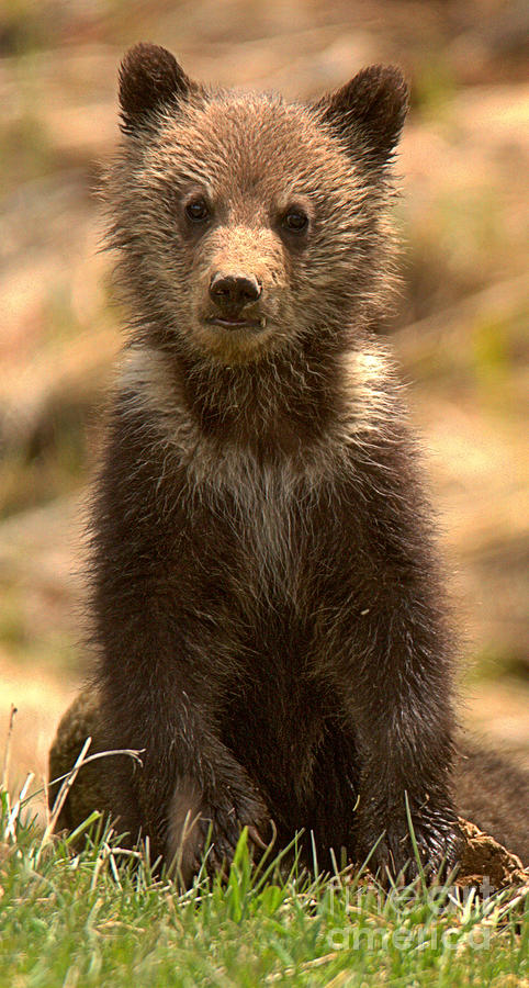 Obsidian Grizzly Cub Portrait Photograph by Adam Jewell