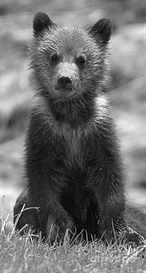 Obsidian Grizzly Cub Portrait Black And White Photograph by Adam Jewell