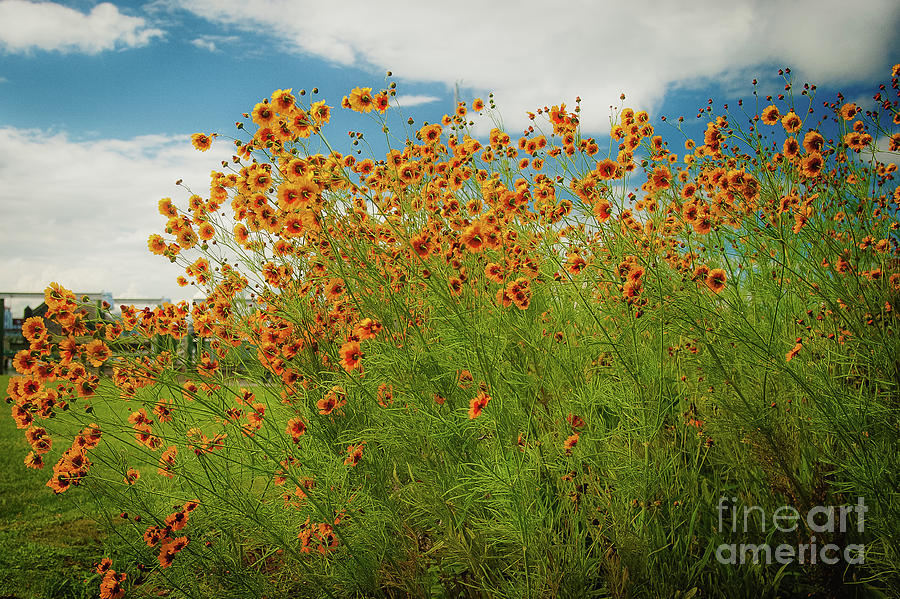 Obx Photograph - OBX Smiles by Steven Norris Obx Photograph - OBX Smiles by Steven Norris