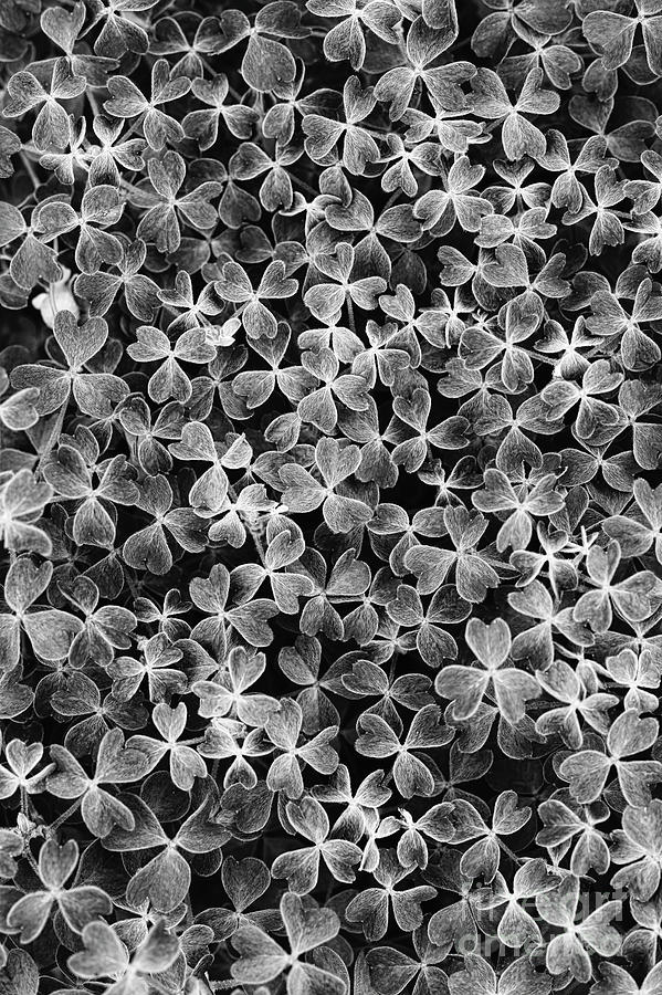 Oca Leaves Monochrome Photograph by Tim Gainey