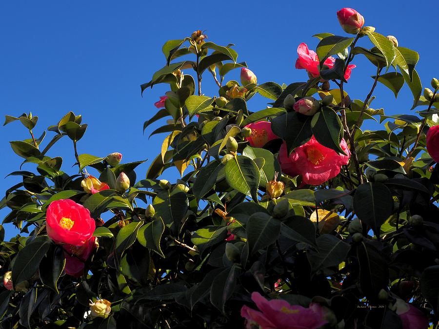 Occidental Camellia  Photograph by Richard Thomas