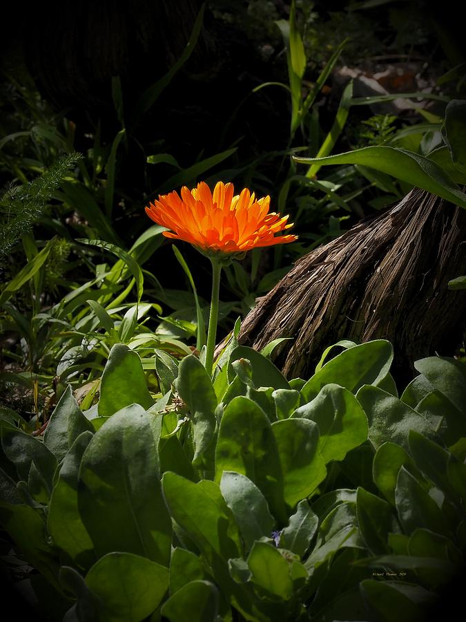 Occidental Marigold Photograph by Richard Thomas
