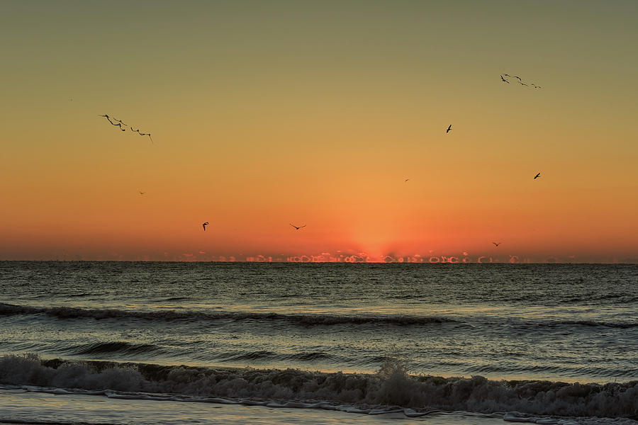 Ocean birds at Sunrise Photograph by Joni Eskridge