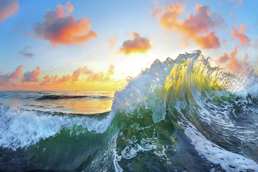 Nature Photograph - Ocean Bouquet by Sean Davey
