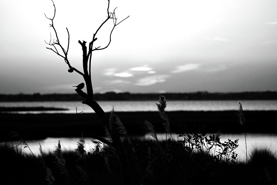 Ocean City Sunset Out on a Limb in Black and White Photograph by Bill Swartwout