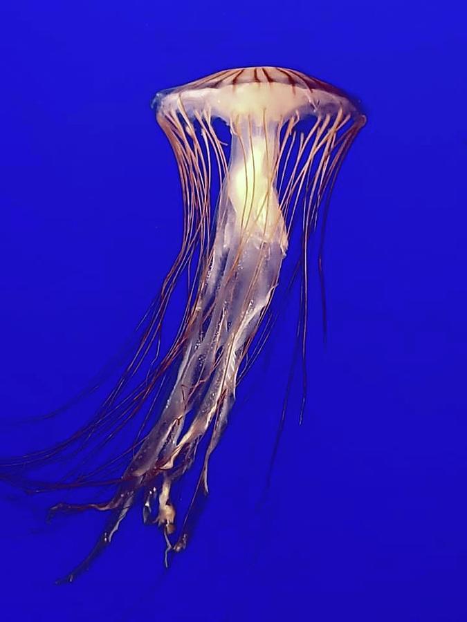 Ocean Jelly Photograph by Kathleen Voort