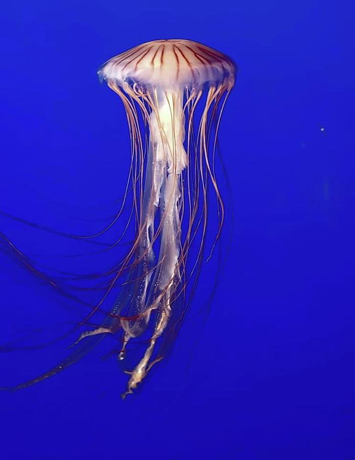 Ocean Jellyfish Photograph by Kathleen Voort