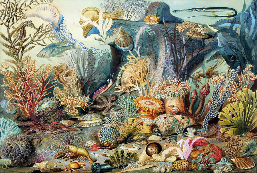 Ocean Life by James M. Sommerville Painting by Bob Pardue