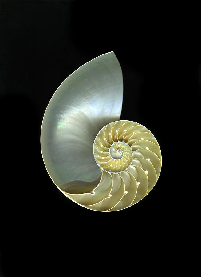 Ocean marine seashell isolated Photograph by Csphoto
