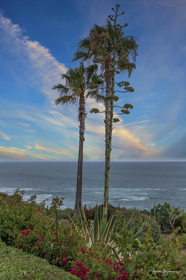 Ocean Palms Photograph by Aaron Burrows