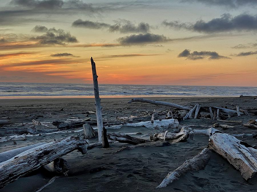 Ocean Shores Driftwood  Photograph by Jerry Abbott