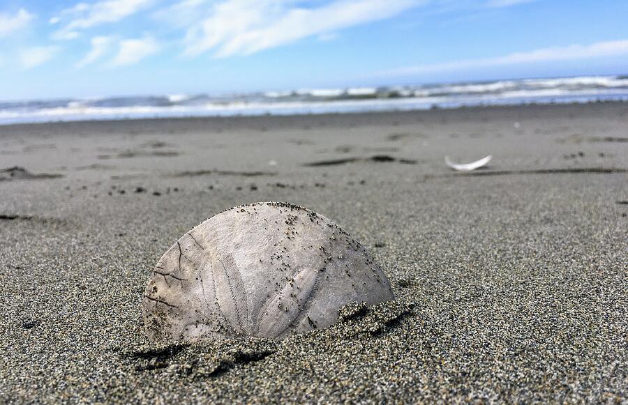 Ocean Shores Photograph by Rachel Daugherty - Fine Art America