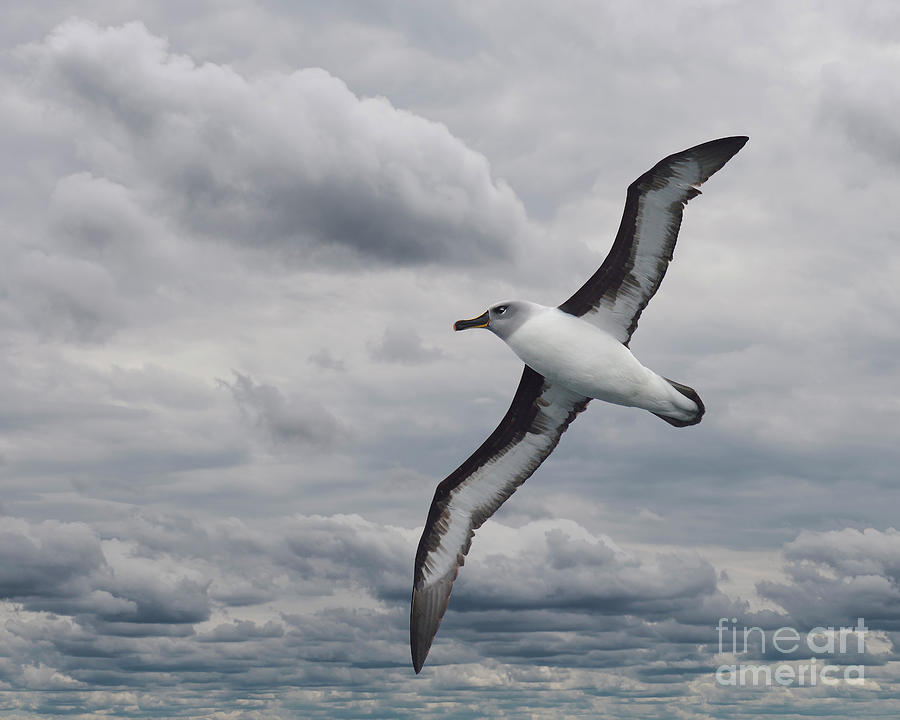 Albatross Photograph - Ocean Sky by Tony Beck