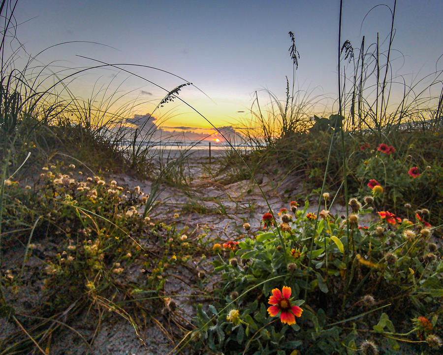 Beach Dunes Flowers at Sunrise  Photograph by Danny Mongosa