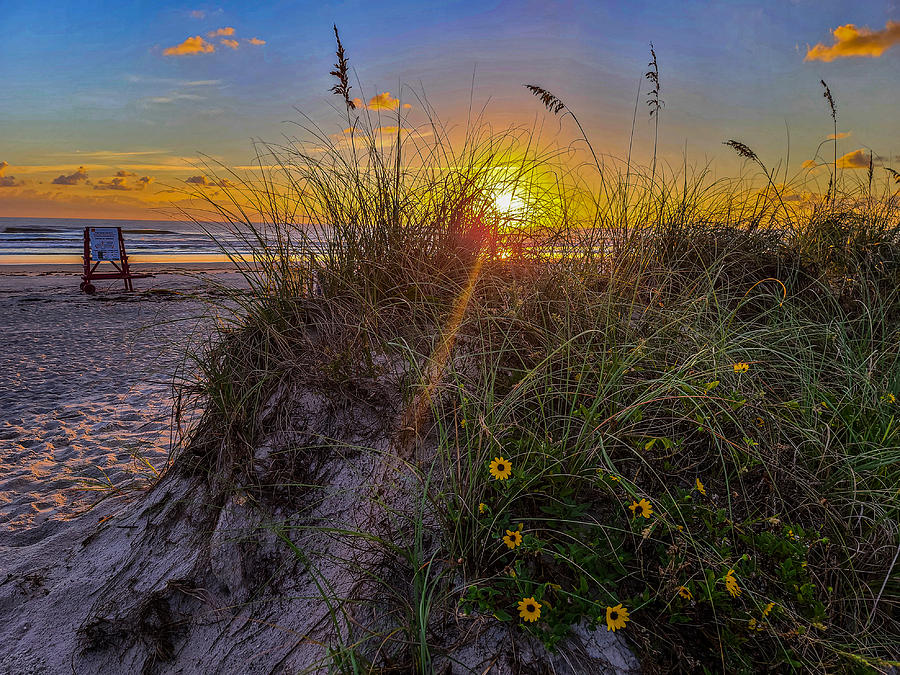 Ocean Sunrise Over Beach Dune Sunflowers  Photograph by Danny Mongosa