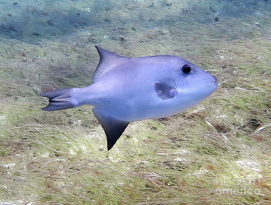 Ocean Triggerfish 9 Photograph by Daryl Duda - Pixels