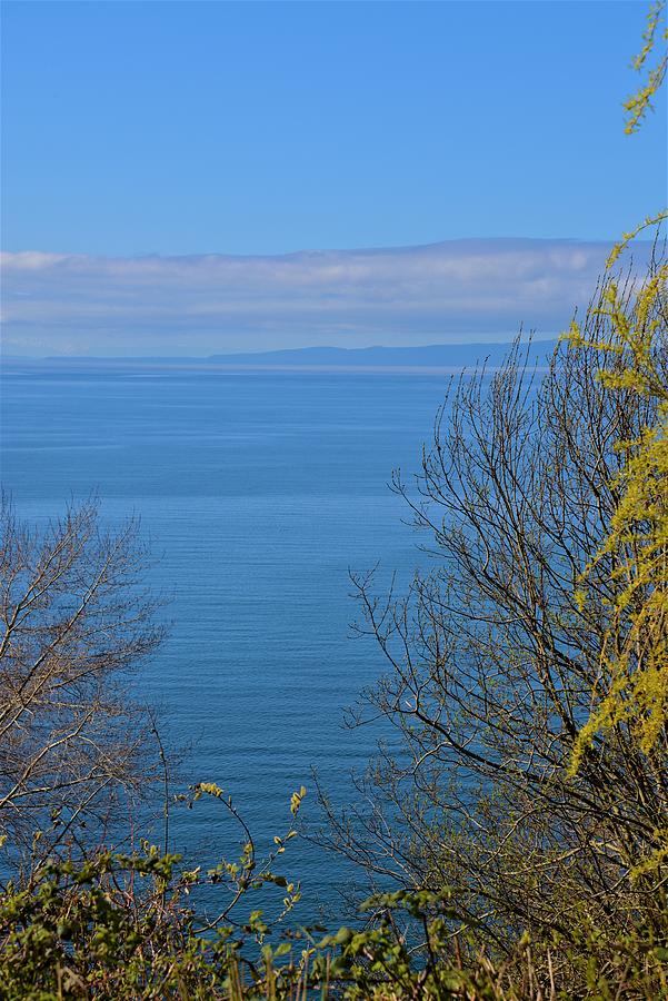 Ocean View Between The Trees Photograph by James Cousineau
