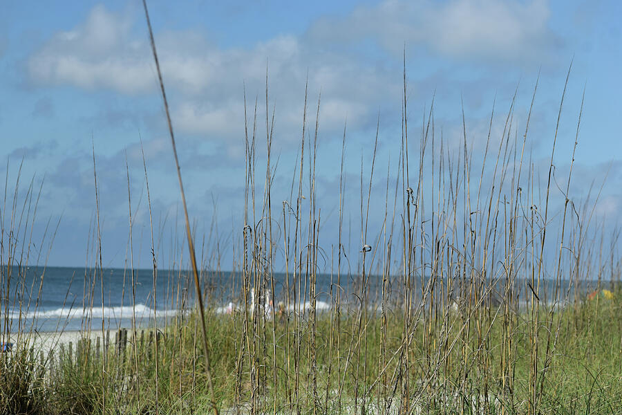 Ocean View Through Sea Oats Photograph by Roberta Byram - Fine Art America