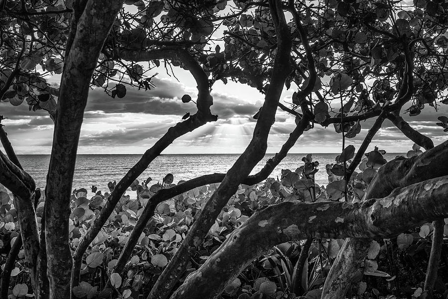 Ocean View Through Seagrape Trees BW Photograph by Laura Fasulo
