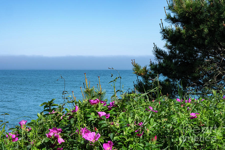 Ocean View with Flowers Photograph by Bob Phillips