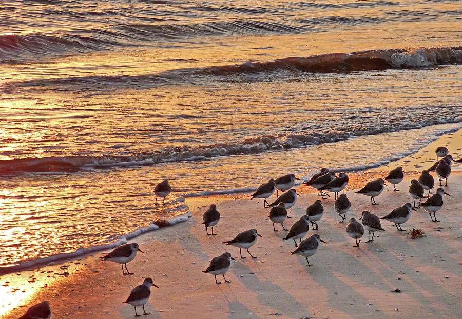 Ocean, Waves, Birds, Sunset Photograph by Lyuba Filatova