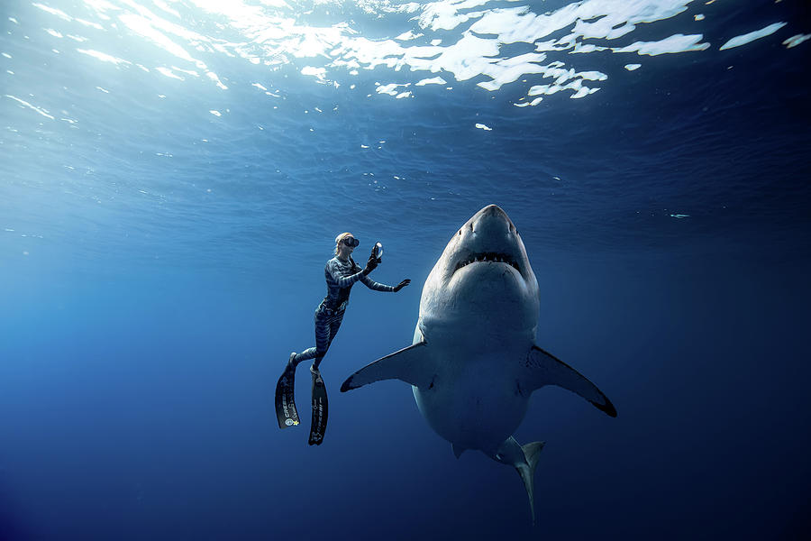 Shark Photograph - Ocean with Grandma White Shark by Juan Sharks
