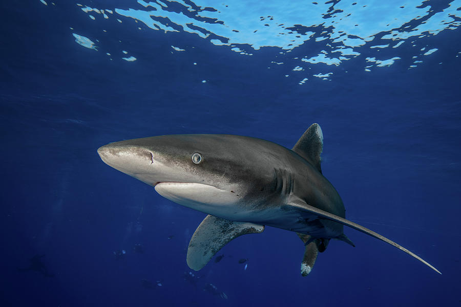 Sharks Photograph - Oceanic White Tip Shark by Simon Lorenz