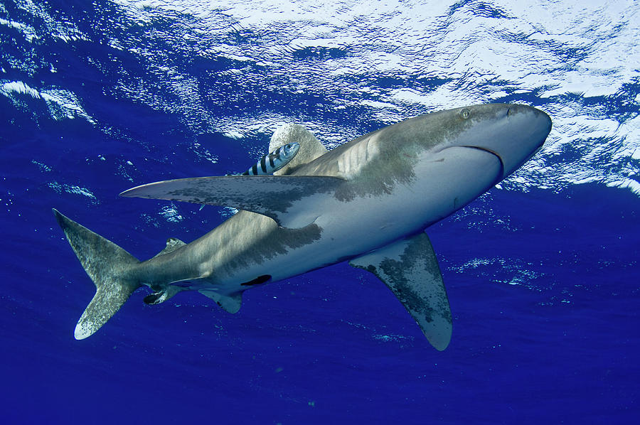 Oceanic Whitetip Shark Photograph