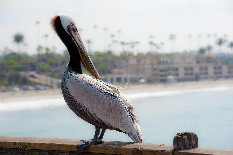 Oceanside Pelican 2 Photograph by Windy Osborn