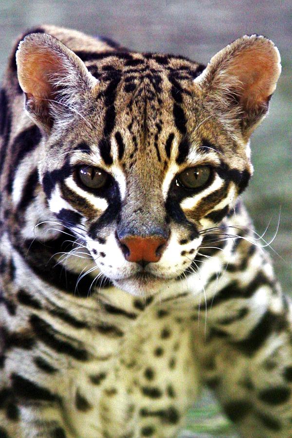 Ocelot Photograph by Brittney Powers - Fine Art America