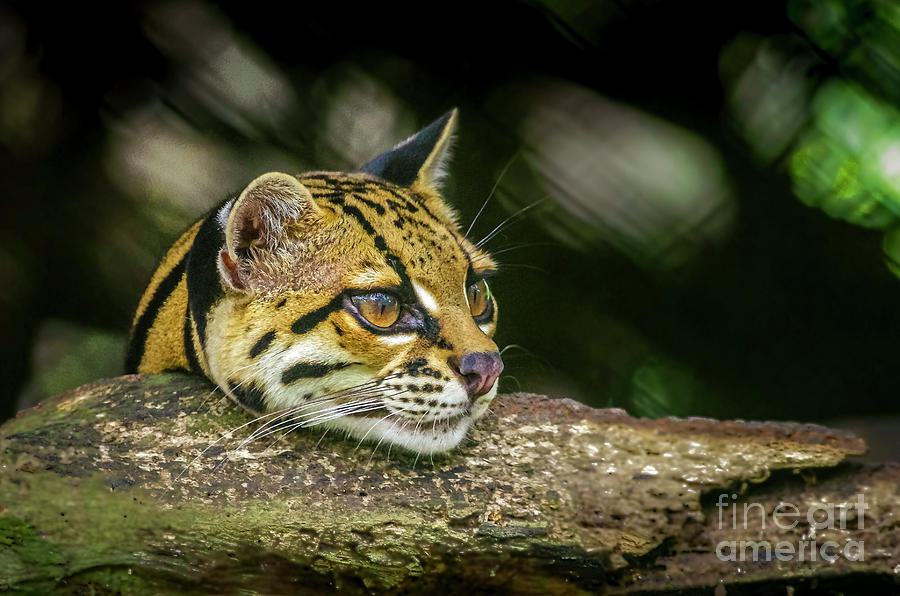 Ocelot head close up Photograph by Urs Hauenstein - Fine Art America