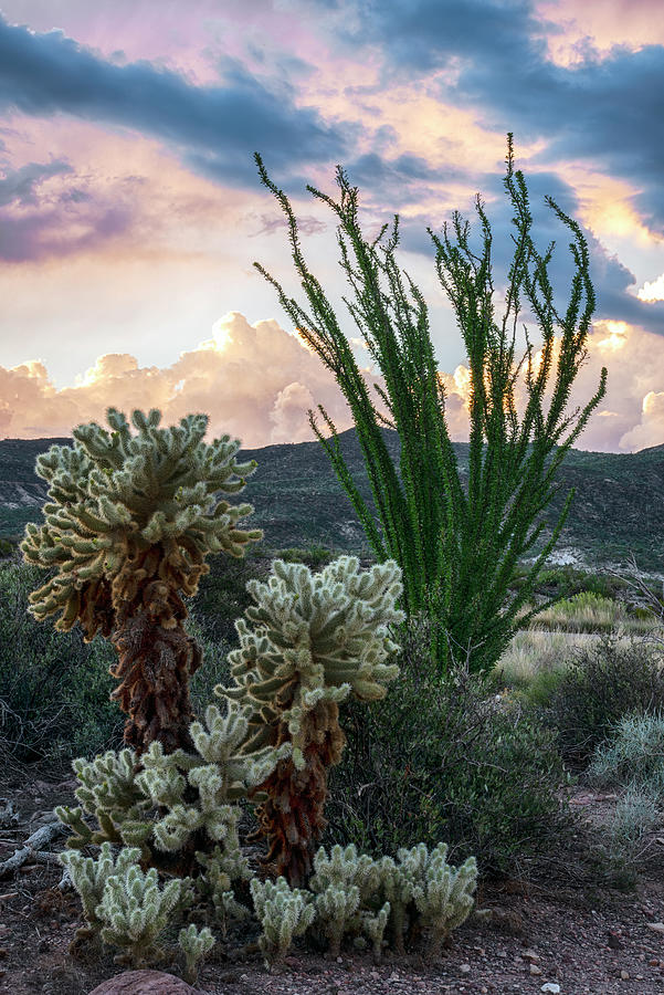 Ocotillo and Cholla Vertical 1 Photograph by Dave Dilli