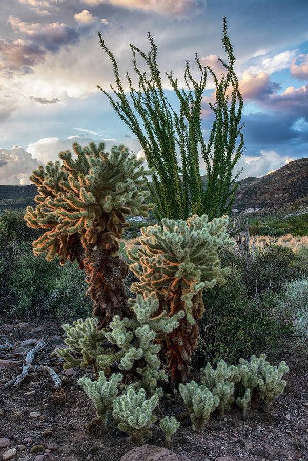 Sunset Photograph - Ocotillo and Cholla Vertical 2 by Dave Dilli